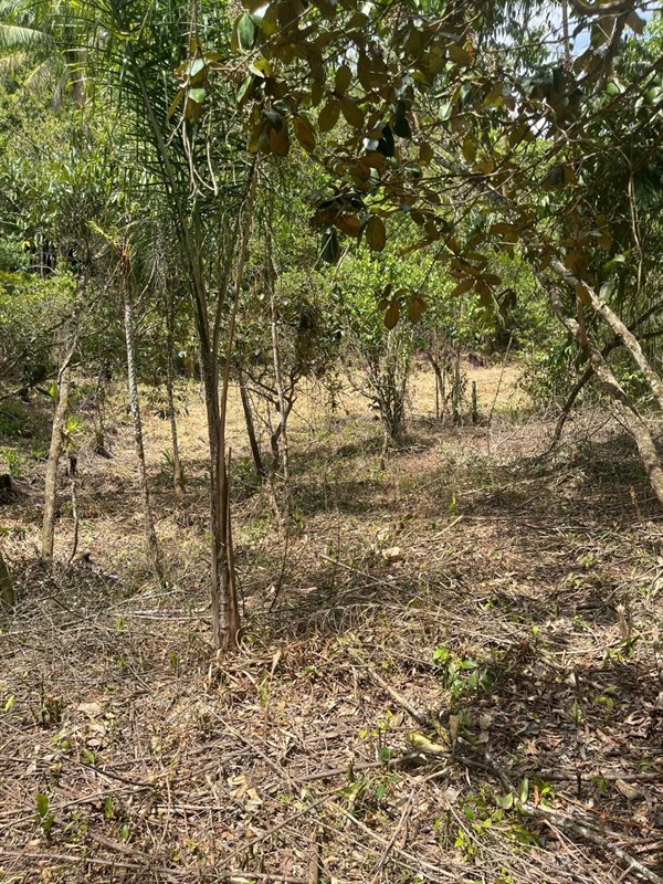 Terreno a Venda no parque nacional  em Itatiaia - Foto do Im�vel
