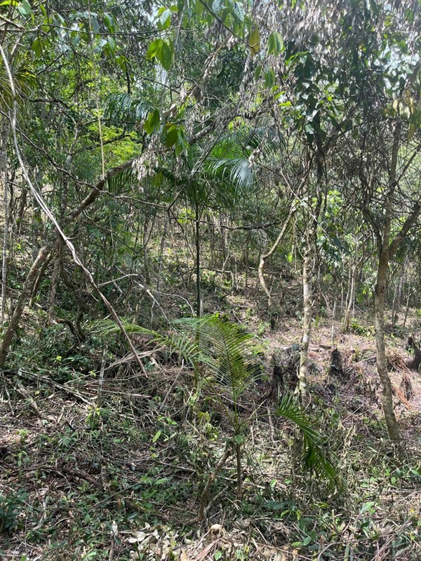 Terreno a Venda no parque nacional  em Itatiaia - Foto do Im�vel