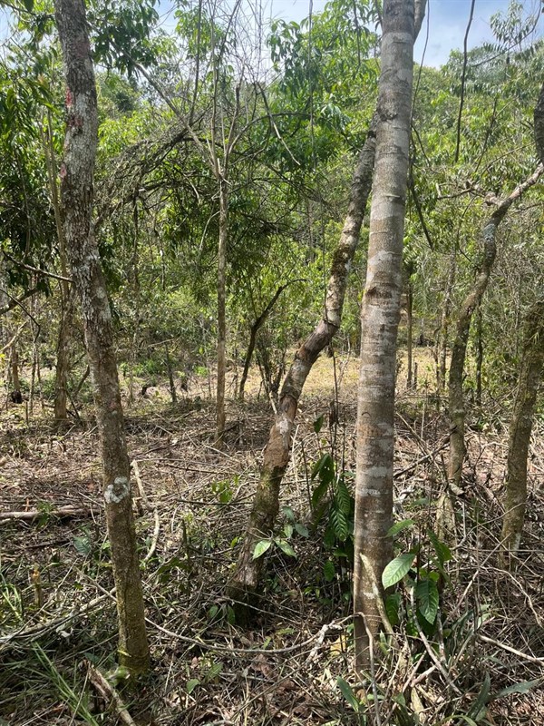 Terreno a Venda no parque nacional  em Itatiaia - Foto do Im�vel